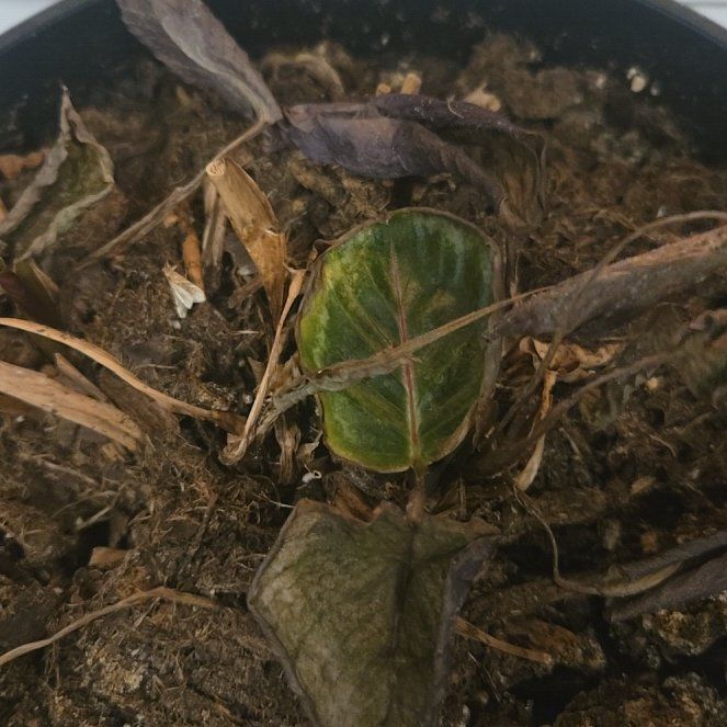 Photo of the plant species American Wintergreen by @SharpMayten56 named Lavender on Greg, the plant care app
