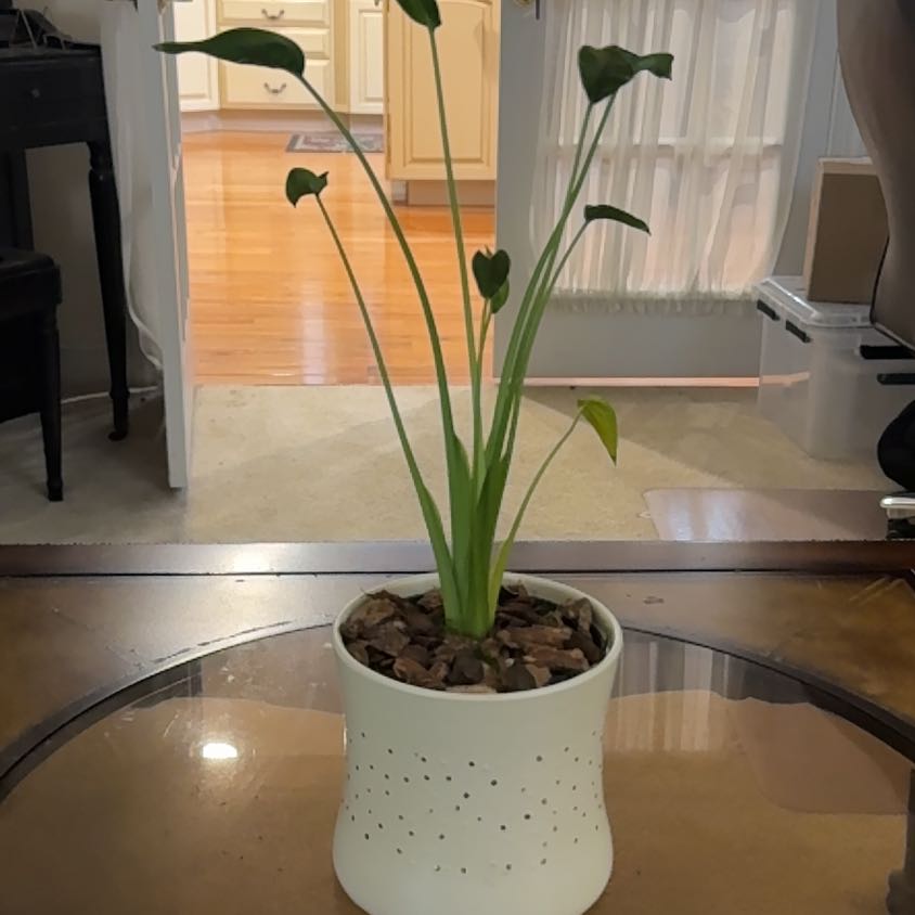 Photo of the plant species Alocasia Tiny Dancers by @LadyFrithia30 named Terra on Greg, the plant care app