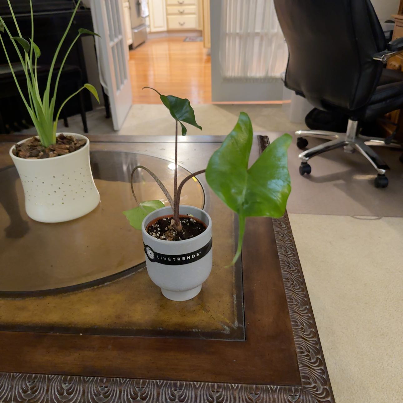 Photo of the plant species Sting Ray by @LadyFrithia30 named Lavender on Greg, the plant care app