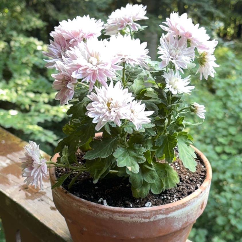 Photo of the plant species Florist's Daisy by @shellieknows named Christina on Greg, the plant care app