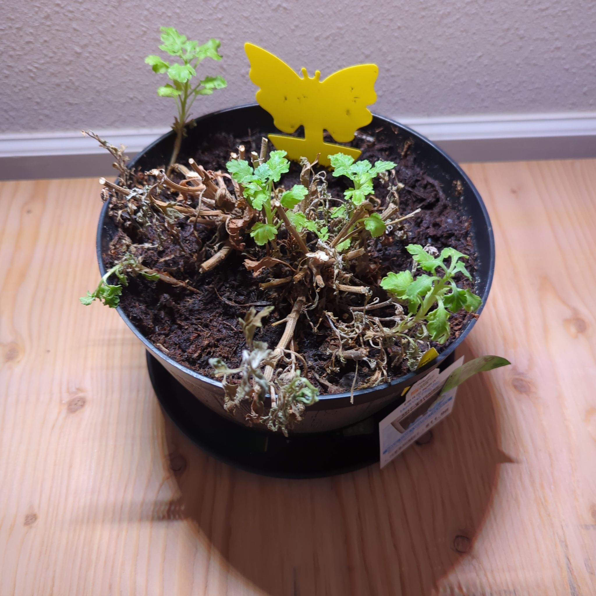 Photo of the plant species Chrysanthemum 'Crete' by @DaringTupeia34 named Demi on Greg, the plant care app