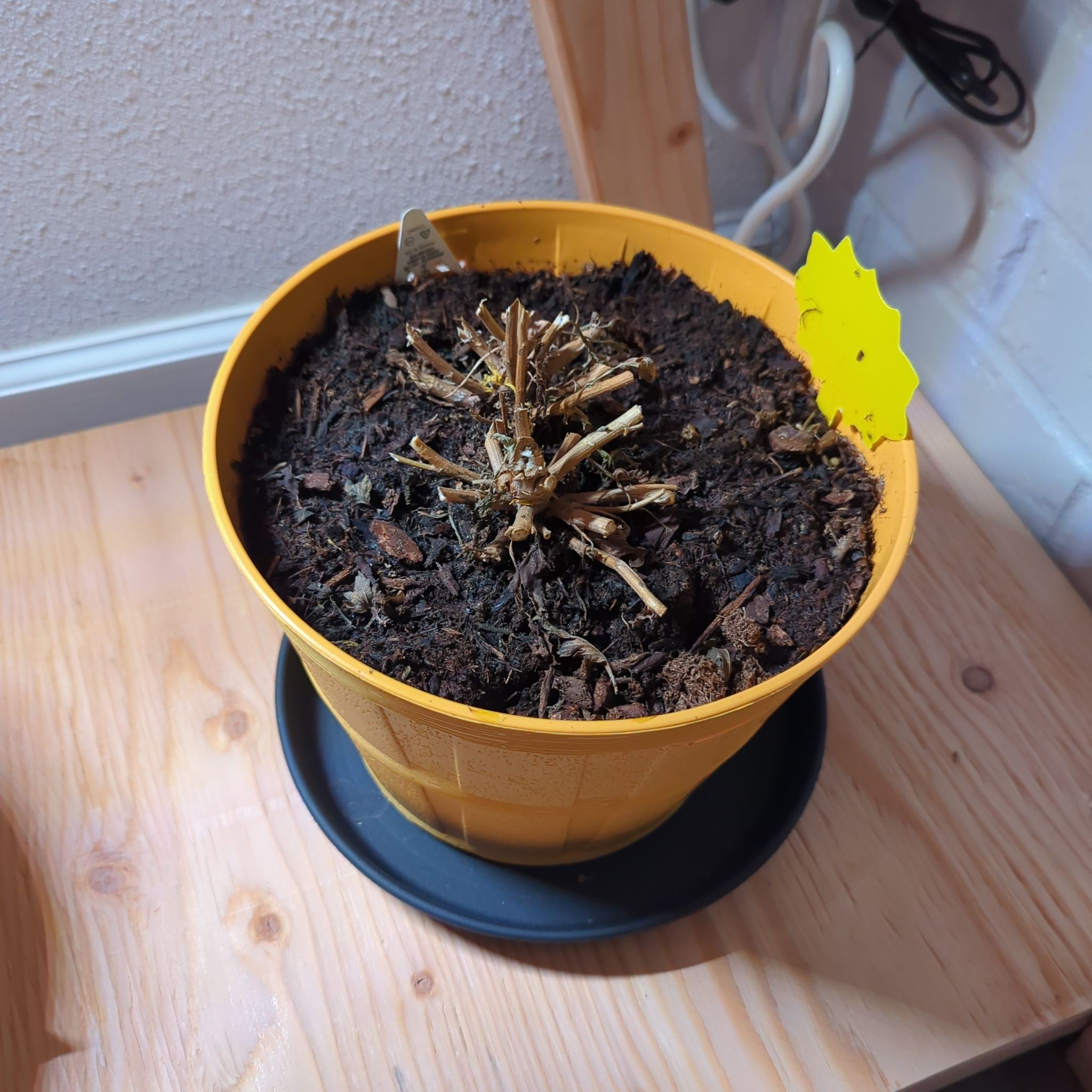 Photo of the plant species Chrysanthemum 'Crete' by @DaringTupeia34 named Fernie Mac on Greg, the plant care app