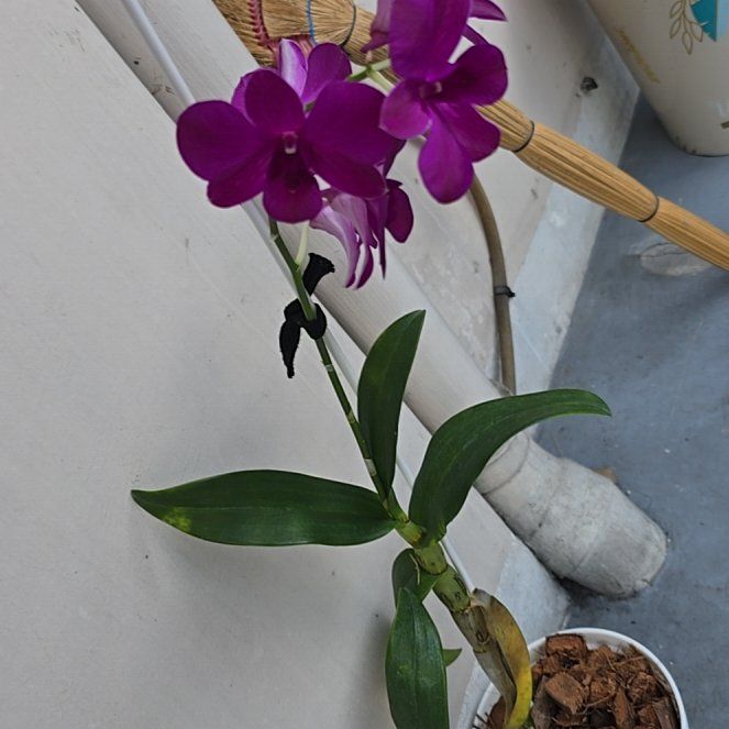 Photo of the plant species Broad-Leaved Sweet Pea by @SeasonedDill41 named Darwin on Greg, the plant care app