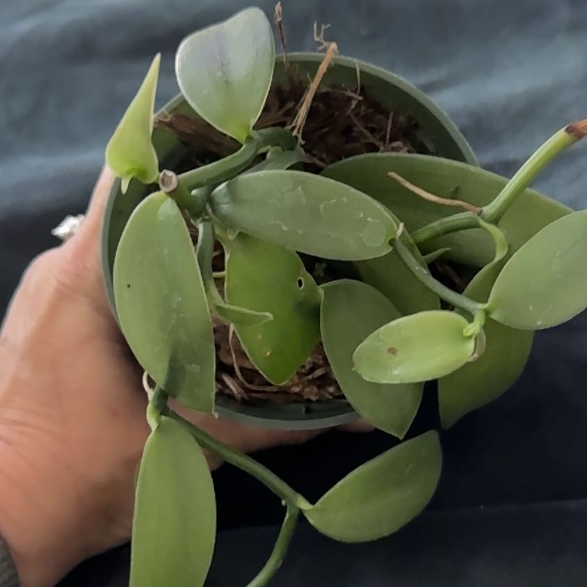 Photo of the plant species vanilla orchid by @ZappyLilac84 named A just because 🥰 on Greg, the plant care app