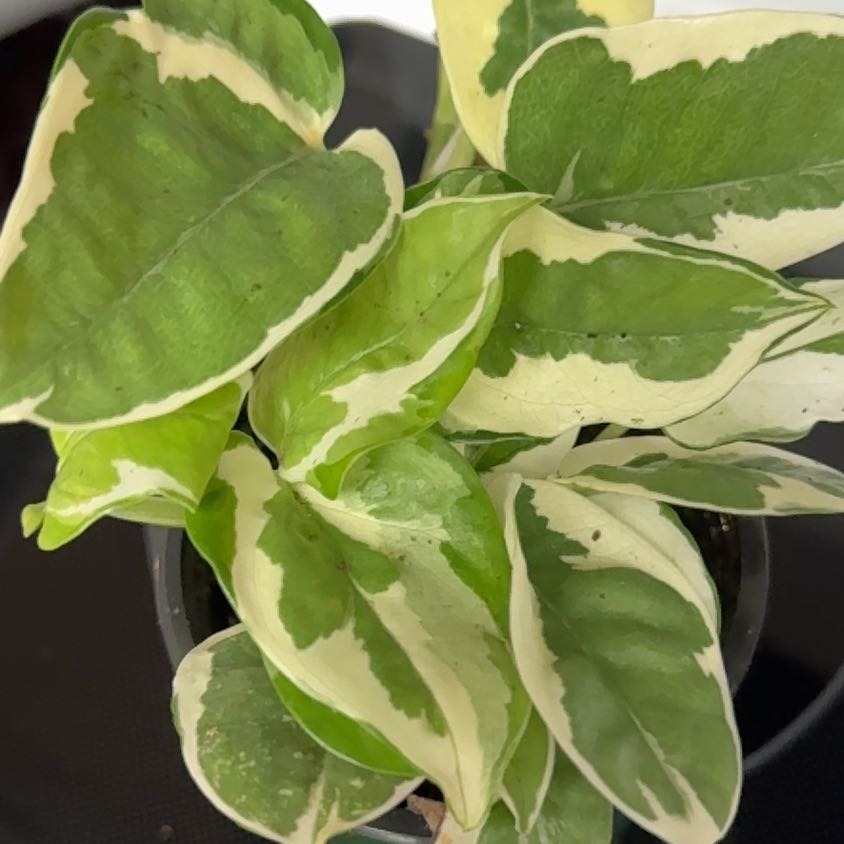 Photo of the plant species Epipremnum 'Njoy' by @ZappyLilac84 named Igor on Greg, the plant care app