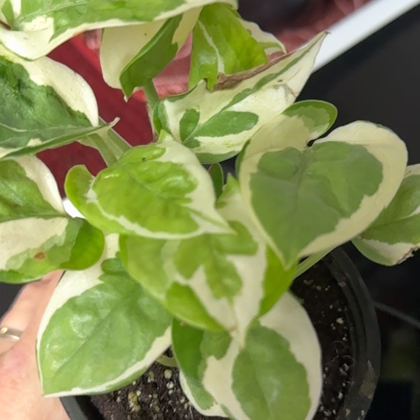 Photo of the plant species Epipremnum 'Njoy' by @ZappyLilac84 named Do Do on Greg, the plant care app