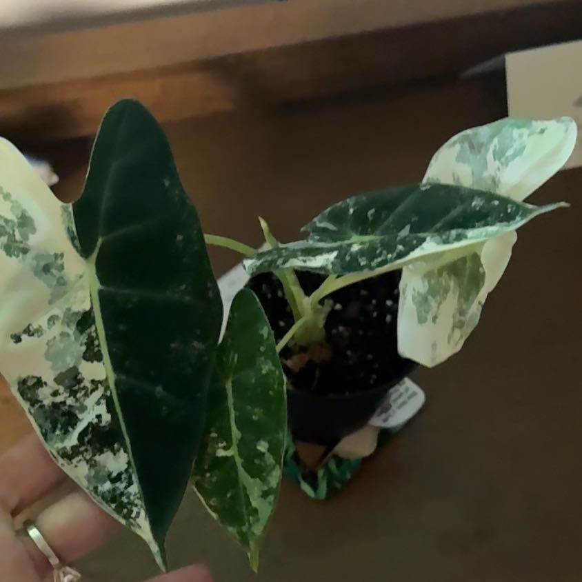Photo of the plant species Variegated Frydek by @ZappyLilac84 named Planty on Greg, the plant care app