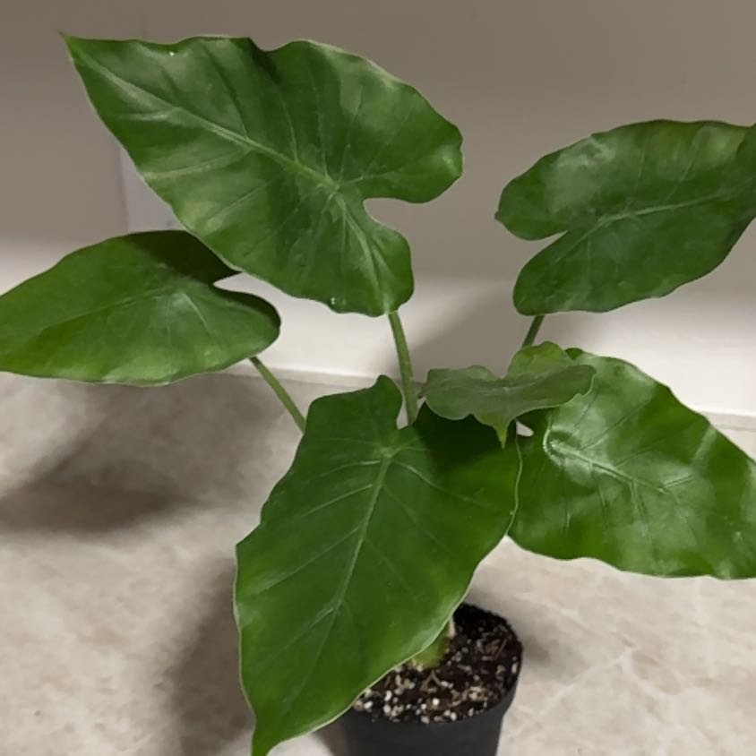 Photo of the plant species Alocasia Okinawa Silver by @ZappyLilac84 named Figyonce on Greg, the plant care app