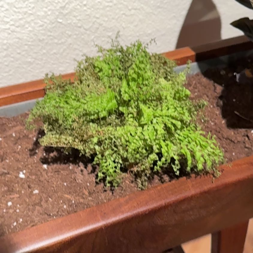 Photo of the plant species Cotton Candy Fern by @ProChinotto8 named Apollo on Greg, the plant care app