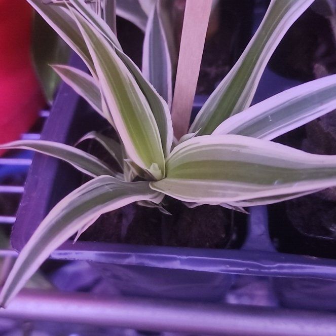 Photo of the plant species Cape Spider Plant by @SnappyPandan51 named Kobe on Greg, the plant care app