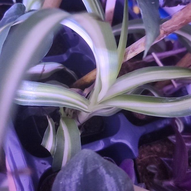 Photo of the plant species Cape Spider Plant by @SnappyPandan51 named Gomez on Greg, the plant care app
