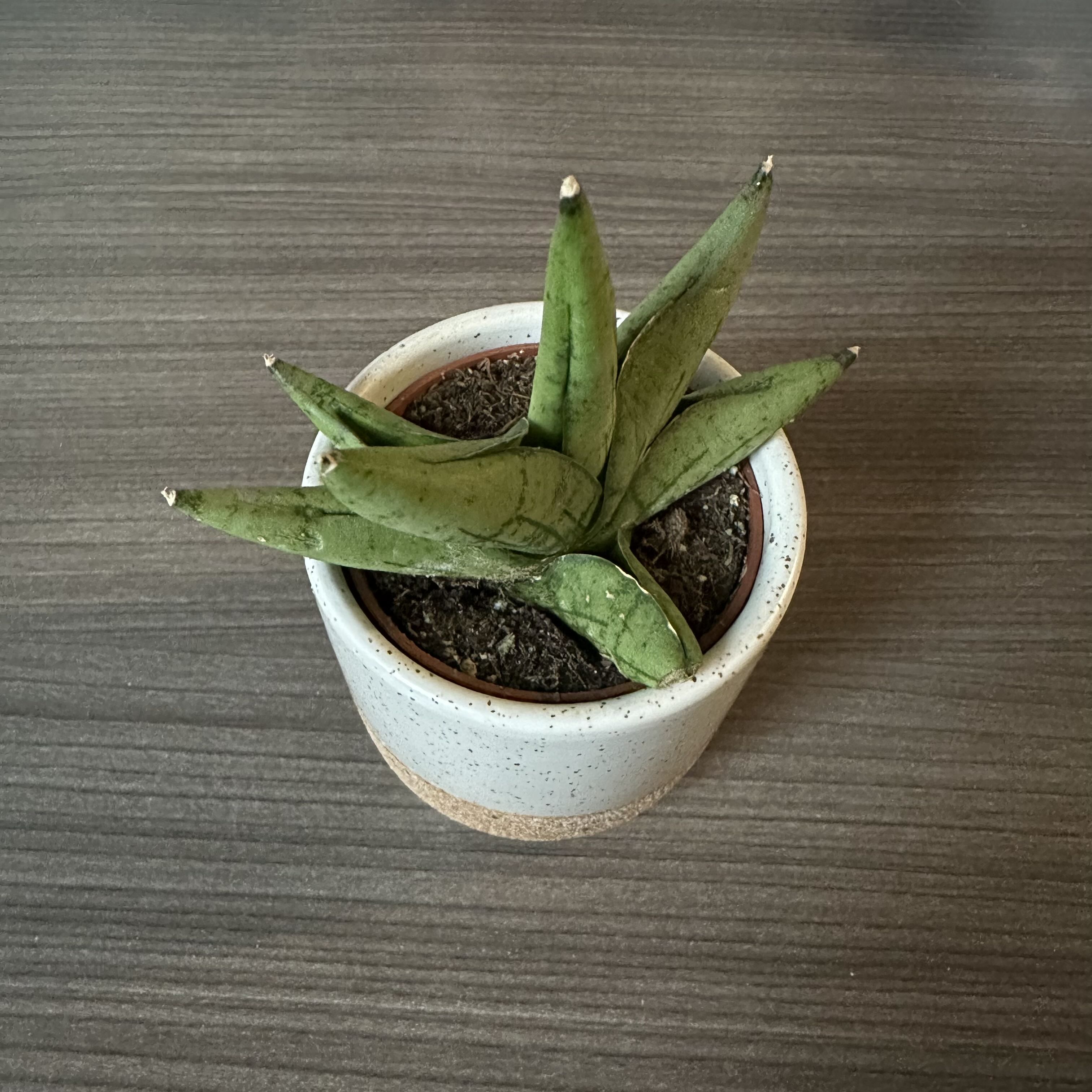 Photo of the plant species Sansevieria ‘Dwarf Boncel’ by @UnshakableIvy69 named Hamilton on Greg, the plant care app