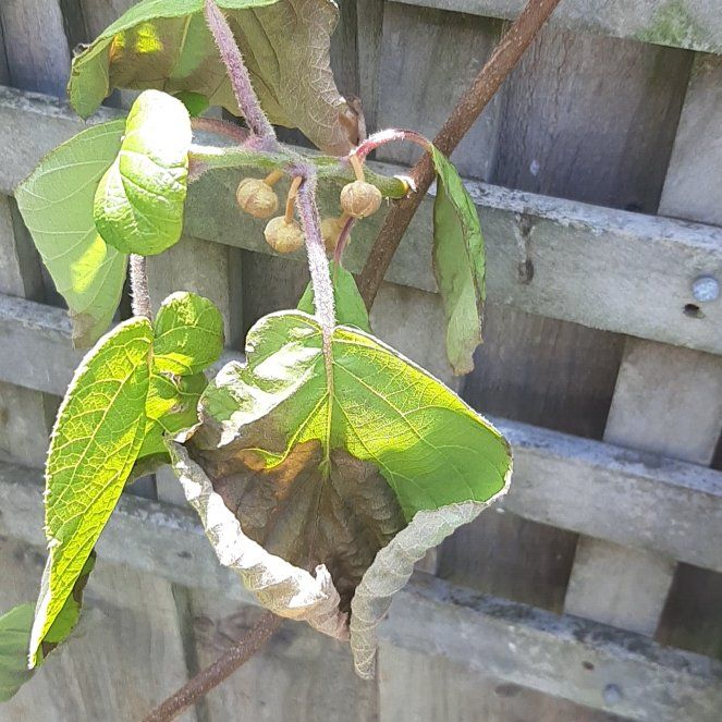 Photo of the plant species Kiwi Fruit by @EndearingAlbo65 named Muhammad Ali on Greg, the plant care app