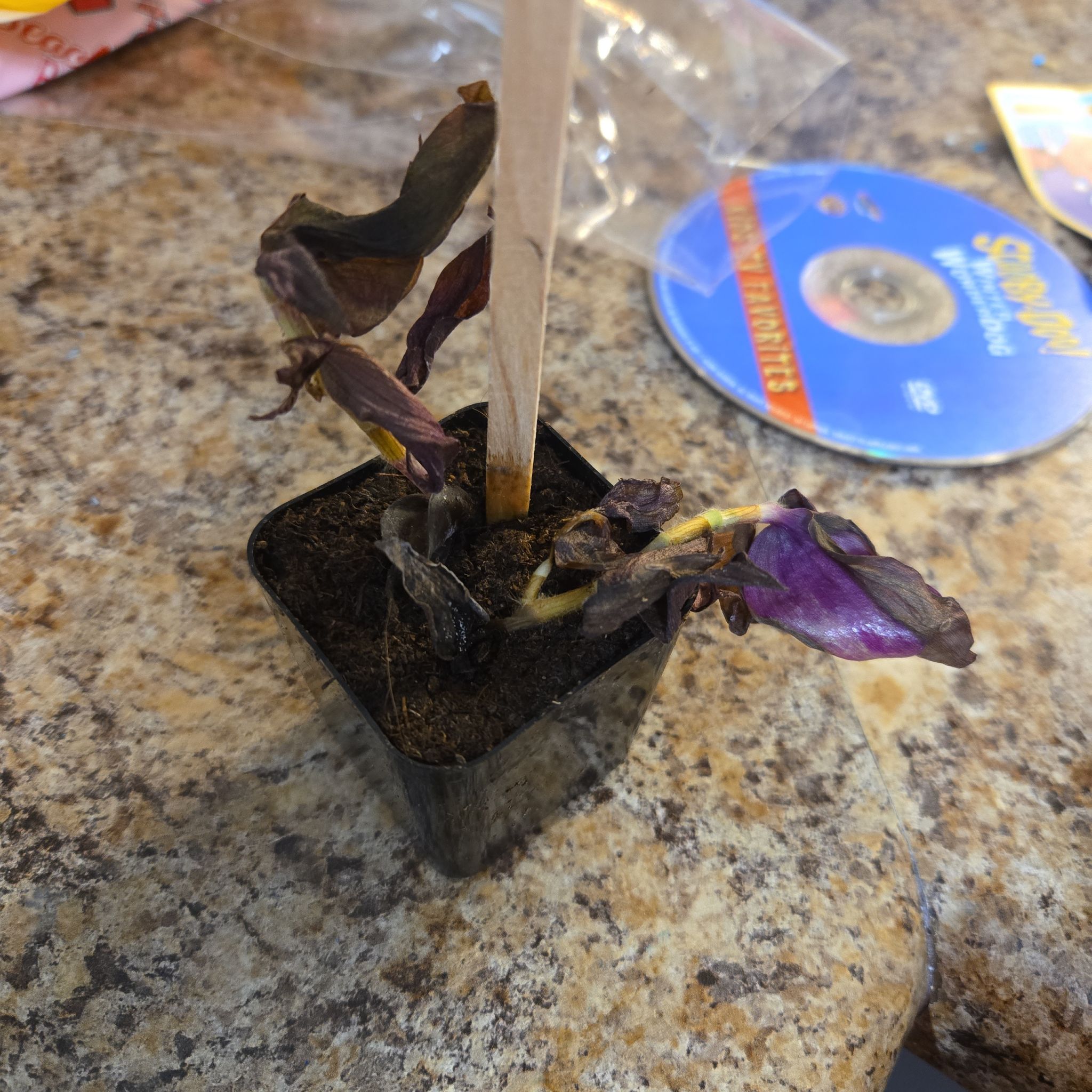 Photo of the plant species Cord Moss by @GrandEncina35 named Athena on Greg, the plant care app