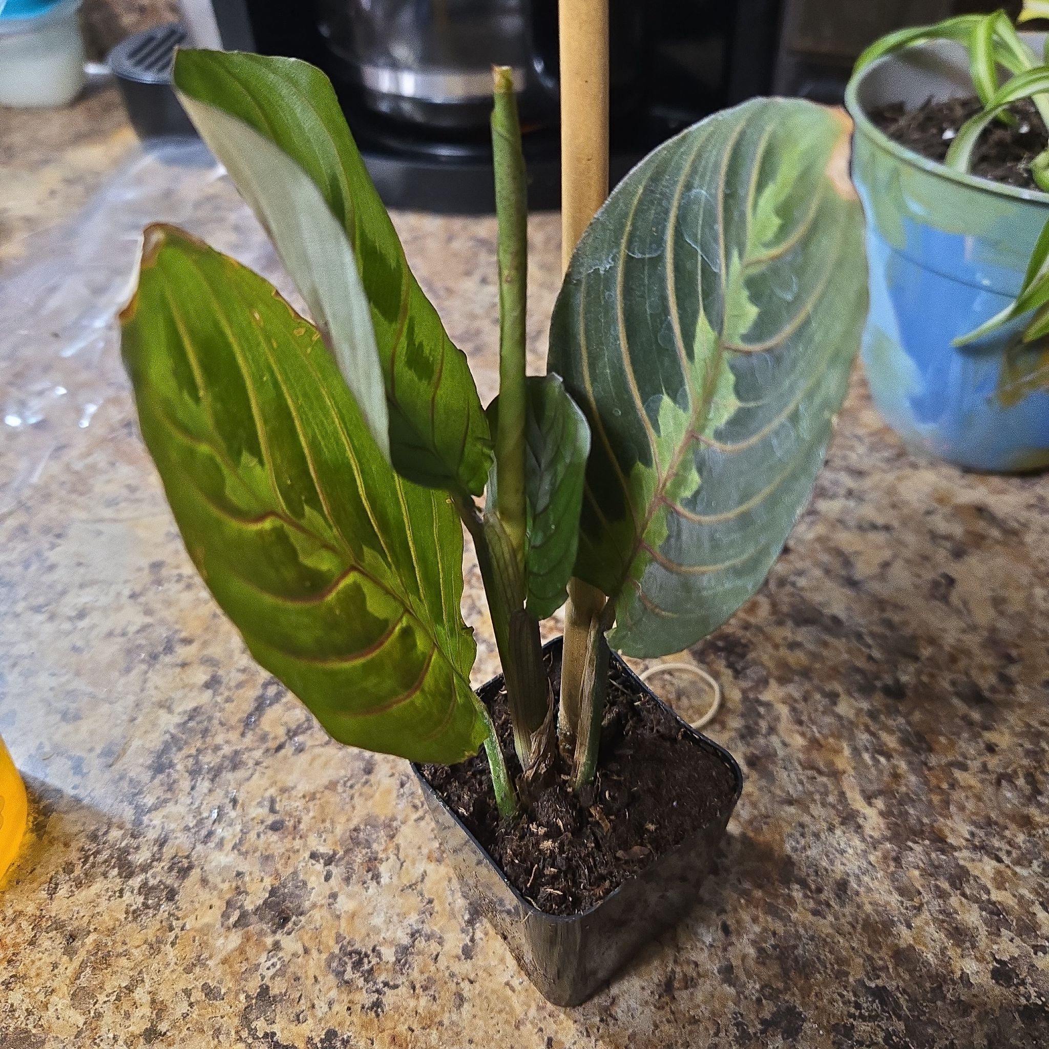 Photo of the plant species Tree Tobacco by @GrandEncina35 named Apollo on Greg, the plant care app