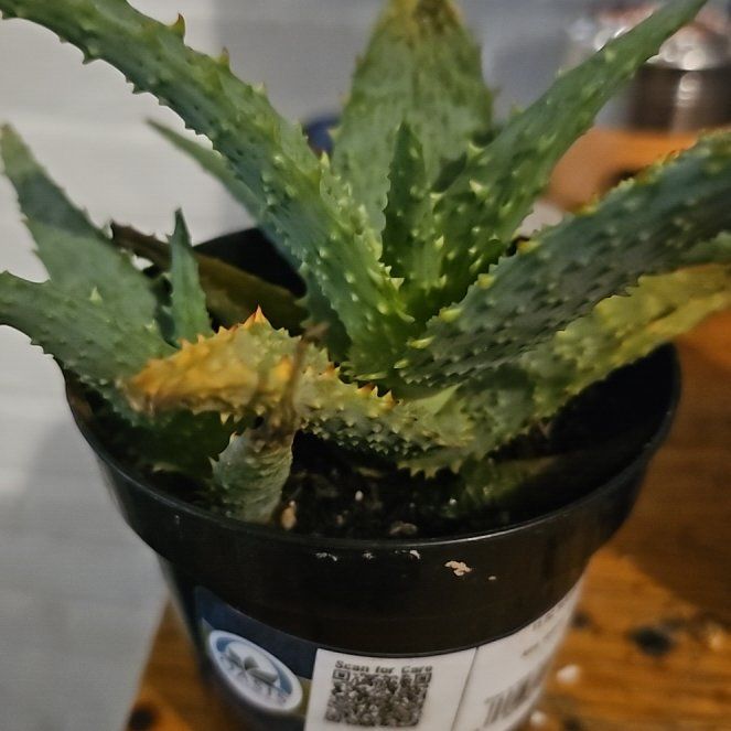 Photo of the plant species Aloe 'AJR' by @EminentFlax34 named Butler on Greg, the plant care app