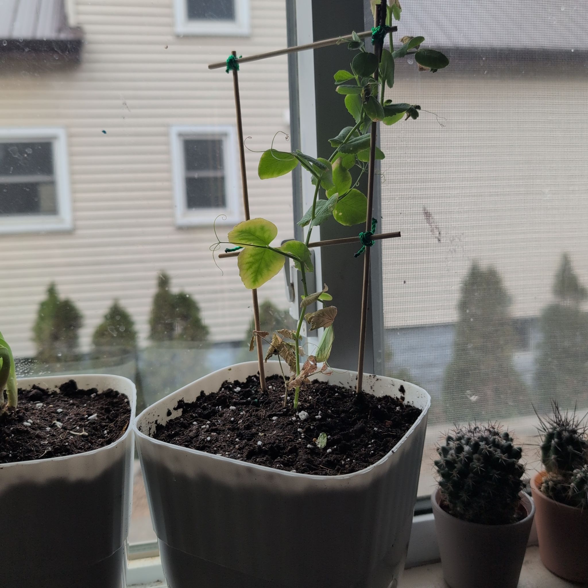 Photo of the plant species Snow Peas by @GemWychelm84 named Gene #3 on Greg, the plant care app