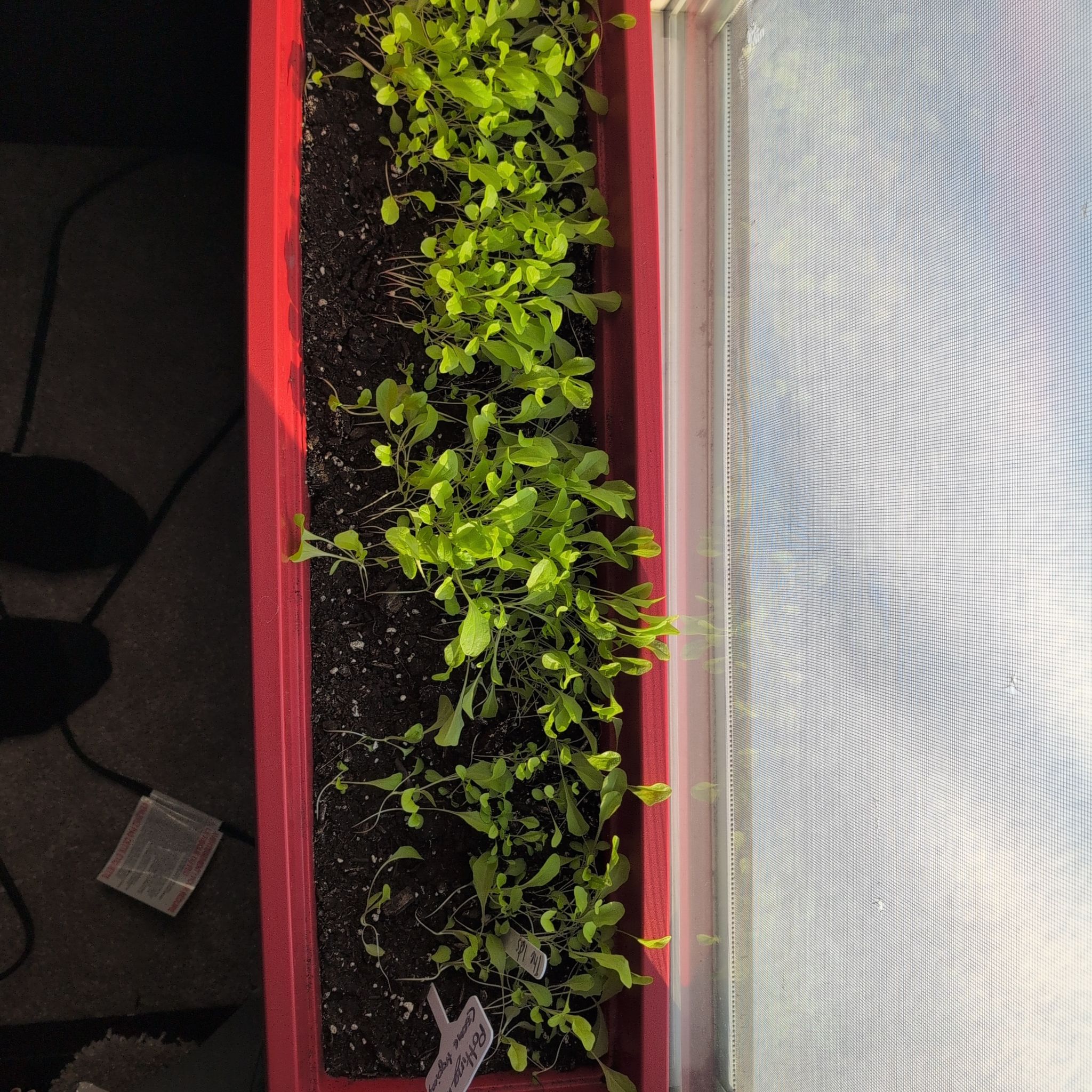 Photo of the plant species Lettuce by @GemWychelm84 named The lets on Greg, the plant care app