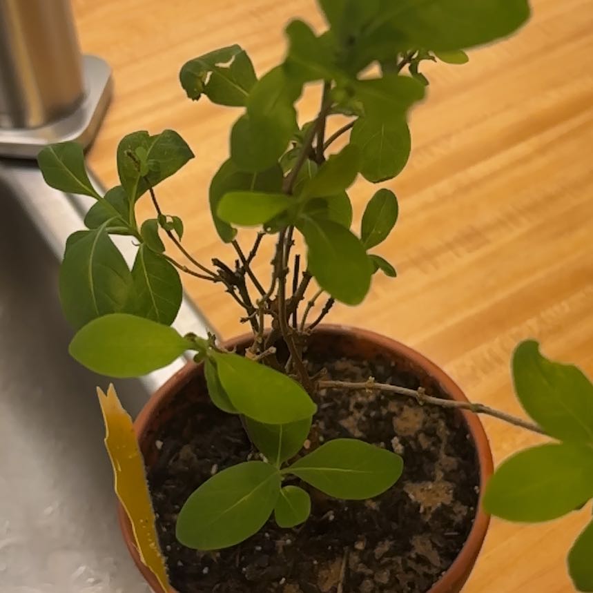 Photo of the plant species European Honeysuckle 'Clarkii' by @SportMystax23 named Morgan Treeman on Greg, the plant care app