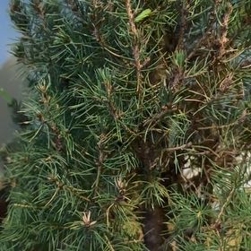 Photo of the plant species Dwarf Alberta Spruce by @SportMystax23 named Willow on Greg, the plant care app