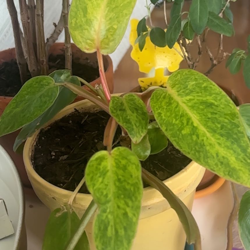 Photo of the plant species Philodendron Painted Lady by @SportMystax23 named Scarlett on Greg, the plant care app