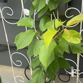 Photo of the plant species Rosie Rainer Cherry by @SportMystax23 named Cheery on Greg, the plant care app