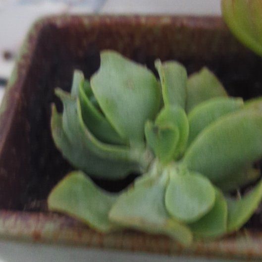 Photo of the plant species Water Lettuce by @SereneMakole20 named Bieber on Greg, the plant care app