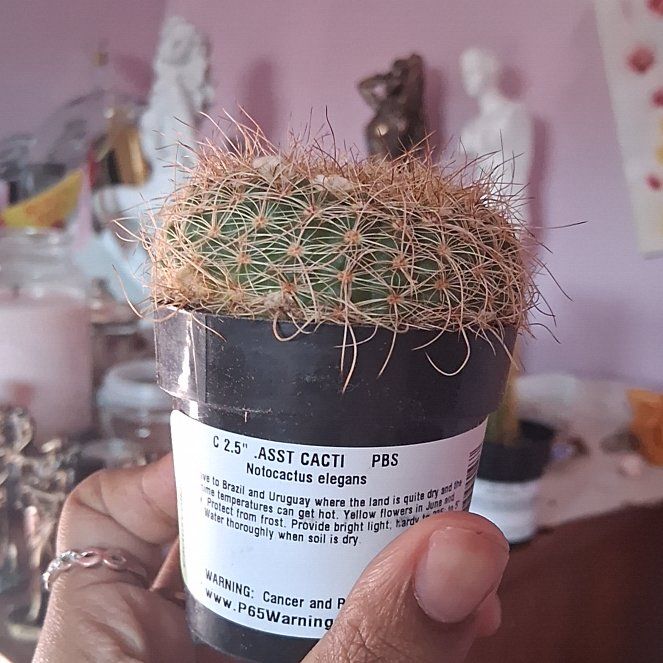 Photo of the plant species Notocactus by @StylishChia39 named Stella on Greg, the plant care app