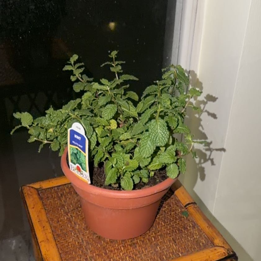 Photo of the plant species Mojito Mint by @DaringKamahi11 named Walt on Greg, the plant care app