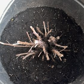 Photo of the plant species Chrysanthemum by @GentleRoselle96 named Achilles on Greg, the plant care app