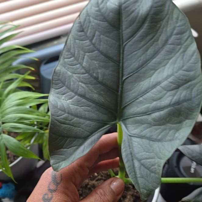 Photo of the plant species Alocasia Reginae by @FabAlmond75 named Clooney on Greg, the plant care app