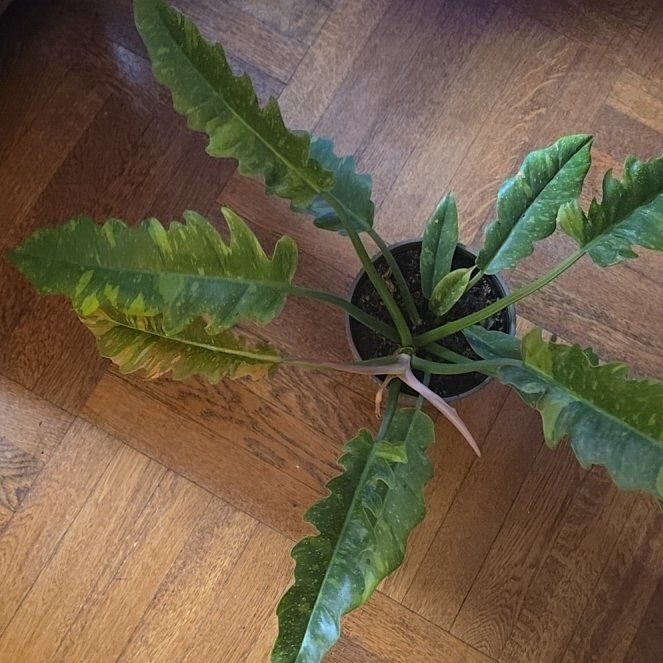 Photo of the plant species Ring Of Fire by @TidyBogbirch11 named Einstein on Greg, the plant care app