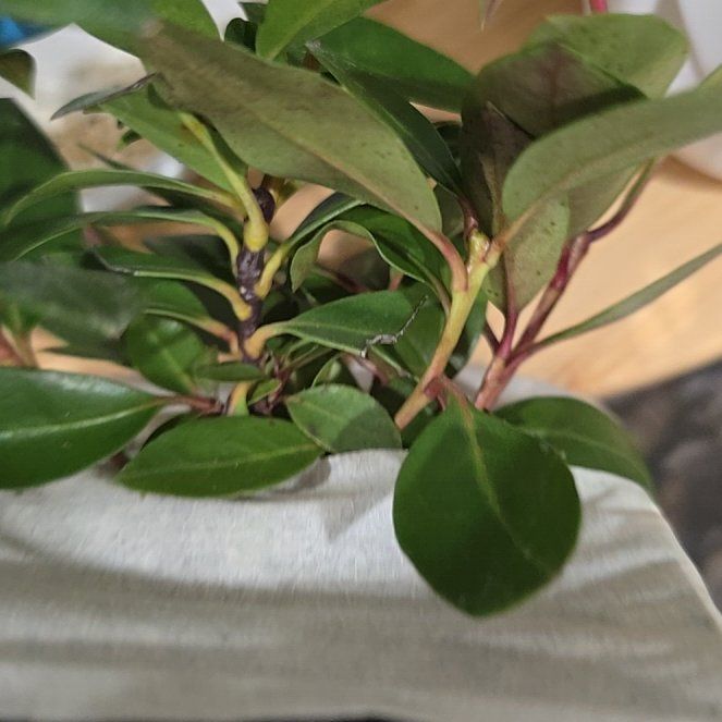 Photo of the plant species Dwarf Mountain Laurel by @FineCatmint12 named Drake on Greg, the plant care app