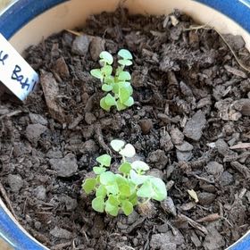 Photo of the plant species Genovese Basil by @DeadMoth named Basil Rathbone on Greg, the plant care app