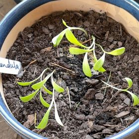 Photo of the plant species Calendula 'Pacific Beauty Mix' by @DeadMoth named Athena on Greg, the plant care app