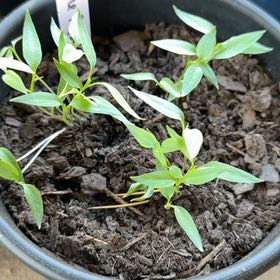 Photo of the plant species Cayenne Pepper by @DeadMoth named Cheyanne Pepper on Greg, the plant care app