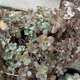 Photo of the plant species Lime Zinger Stonecrop by @DeadMoth named Ruby on Greg, the plant care app