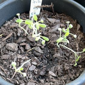 Photo of the plant species Broadleaf Sage by @DeadMoth named Penny on Greg, the plant care app