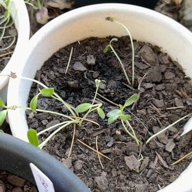 Photo of the plant species fenugreek by @DeadMoth named Phineas on Greg, the plant care app