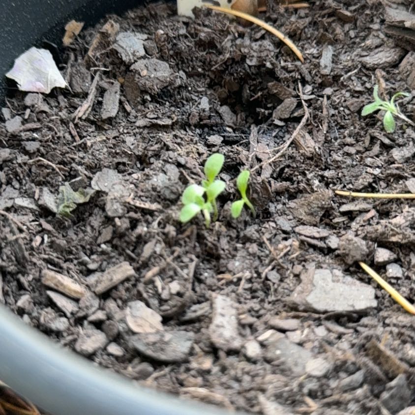 Photo of the plant species Elecampane by @DeadMoth named Frieren on Greg, the plant care app