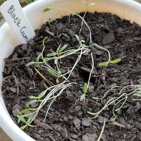 Photo of the plant species Kalonji by @DeadMoth named Cara on Greg, the plant care app