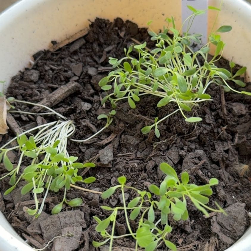 Photo of the plant species Alfalfa by @DeadMoth named Lil’ Sprout on Greg, the plant care app