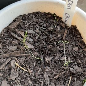 Photo of the plant species Bouquet Dill by @DeadMoth named Pickles on Greg, the plant care app