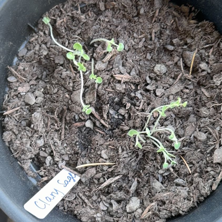 Photo of the plant species Clary Sage by @DeadMoth named Moro on Greg, the plant care app