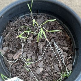 Photo of the plant species Florence Fennel by @DeadMoth named Florence on Greg, the plant care app