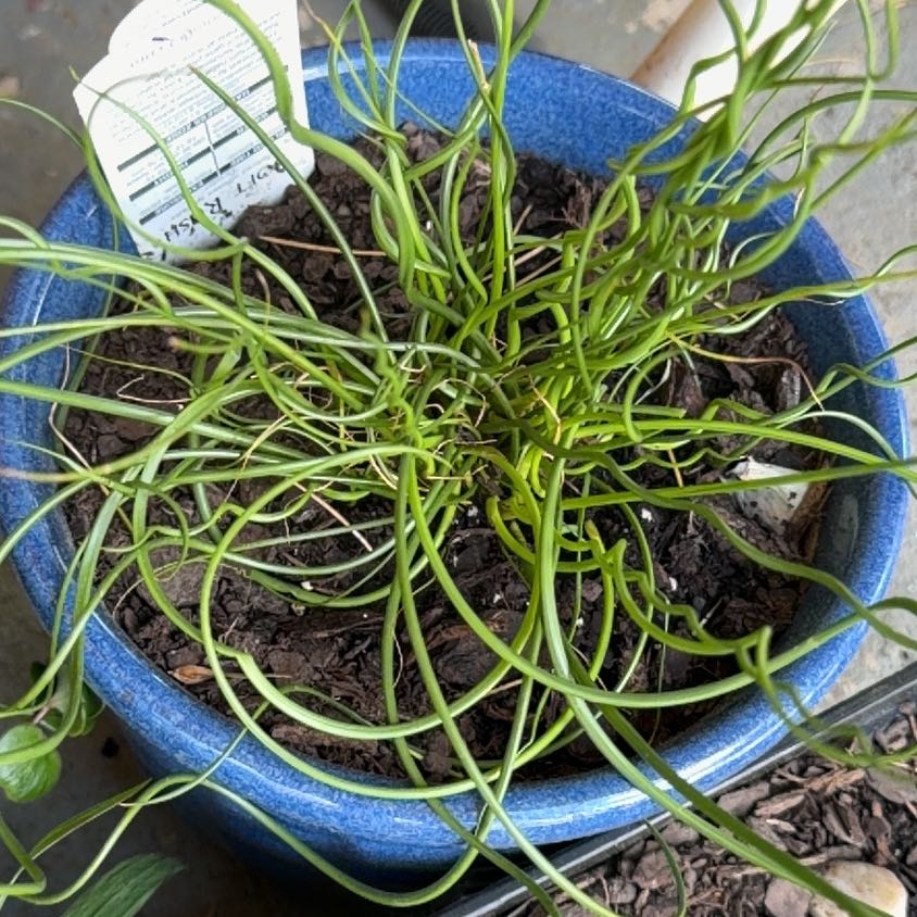 Photo of the plant species Curly Wurly Soft Rush by @DeadMoth named Ms. Frizzle on Greg, the plant care app