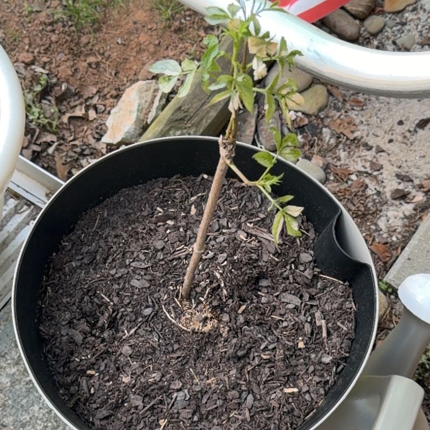 Photo of the plant species York Elderberry by @DeadMoth named Rick on Greg, the plant care app