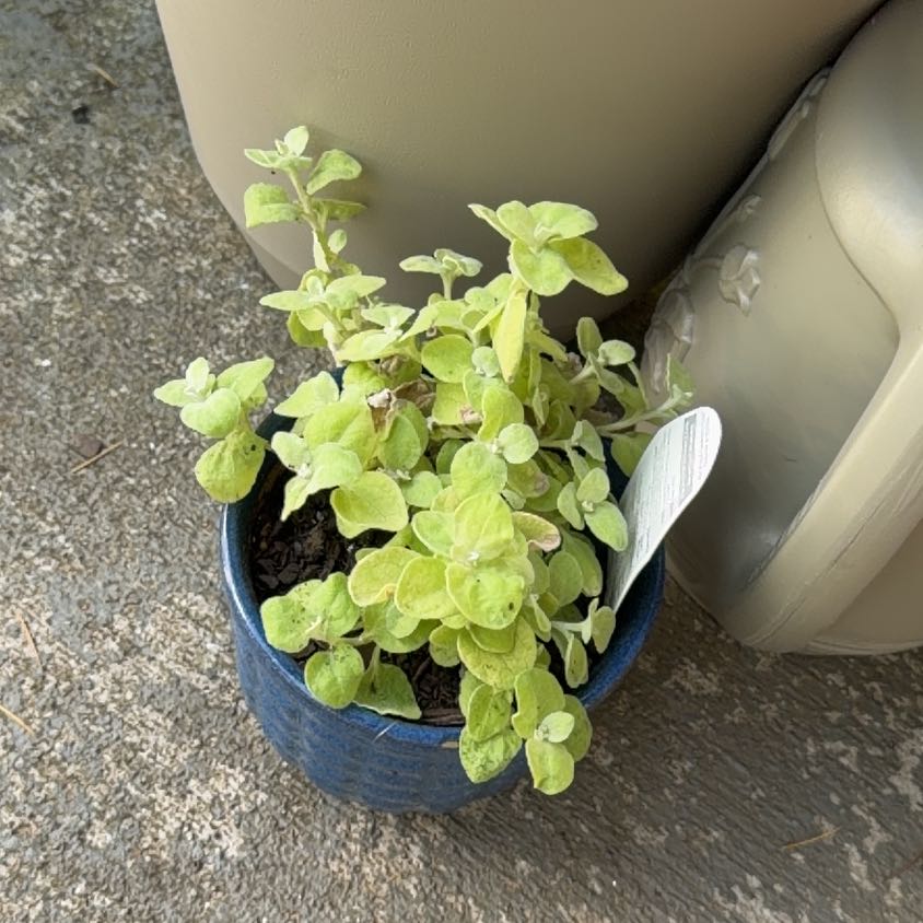 Photo of the plant species Helichrysum 'Lemon Licorice' by @DeadMoth named Lemmy on Greg, the plant care app