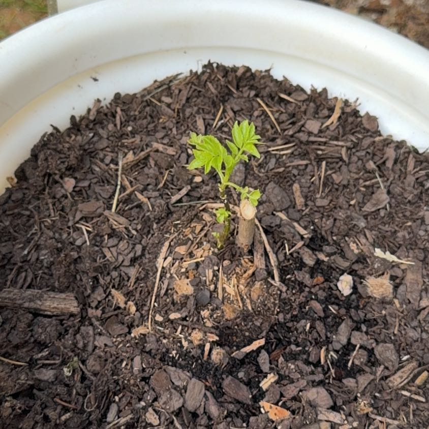 Photo of the plant species York Elderberry by @DeadMoth named Morty on Greg, the plant care app