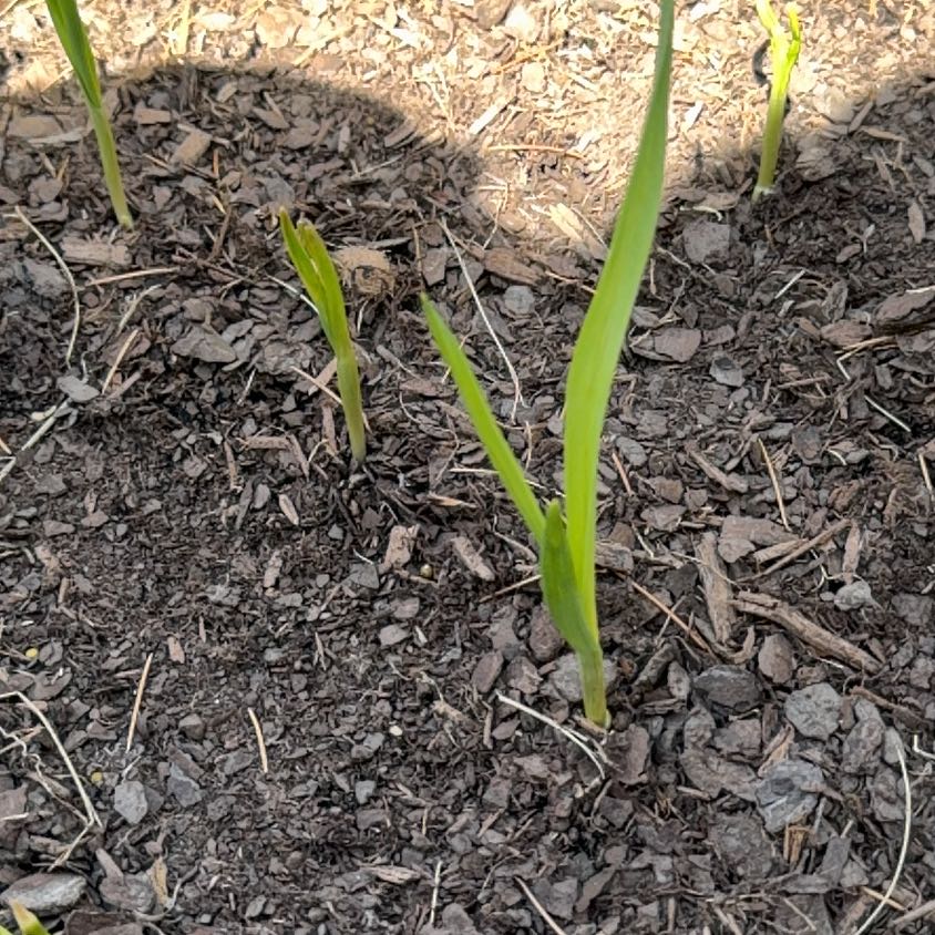 Photo of the plant species Garlic by @DeadMoth named Clover on Greg, the plant care app